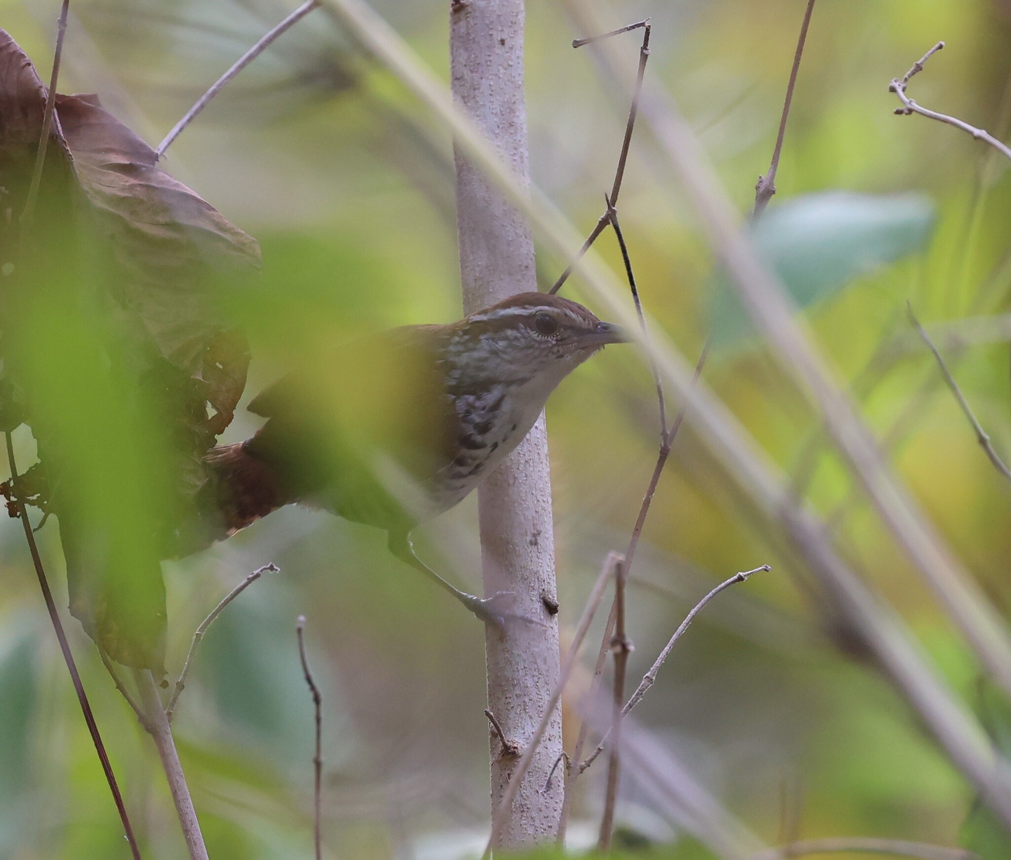Banded Wren (Thryophilus pleurostictus), photo 3