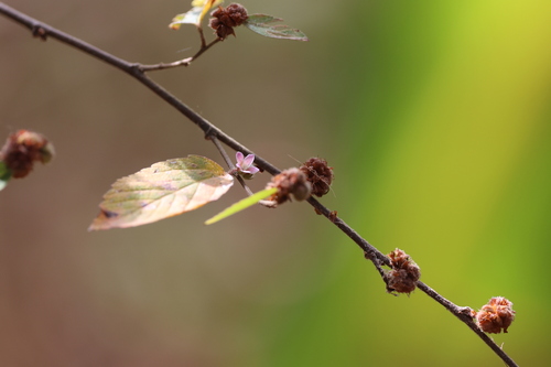 Melochia nodiflora (Melochia nodiflora)