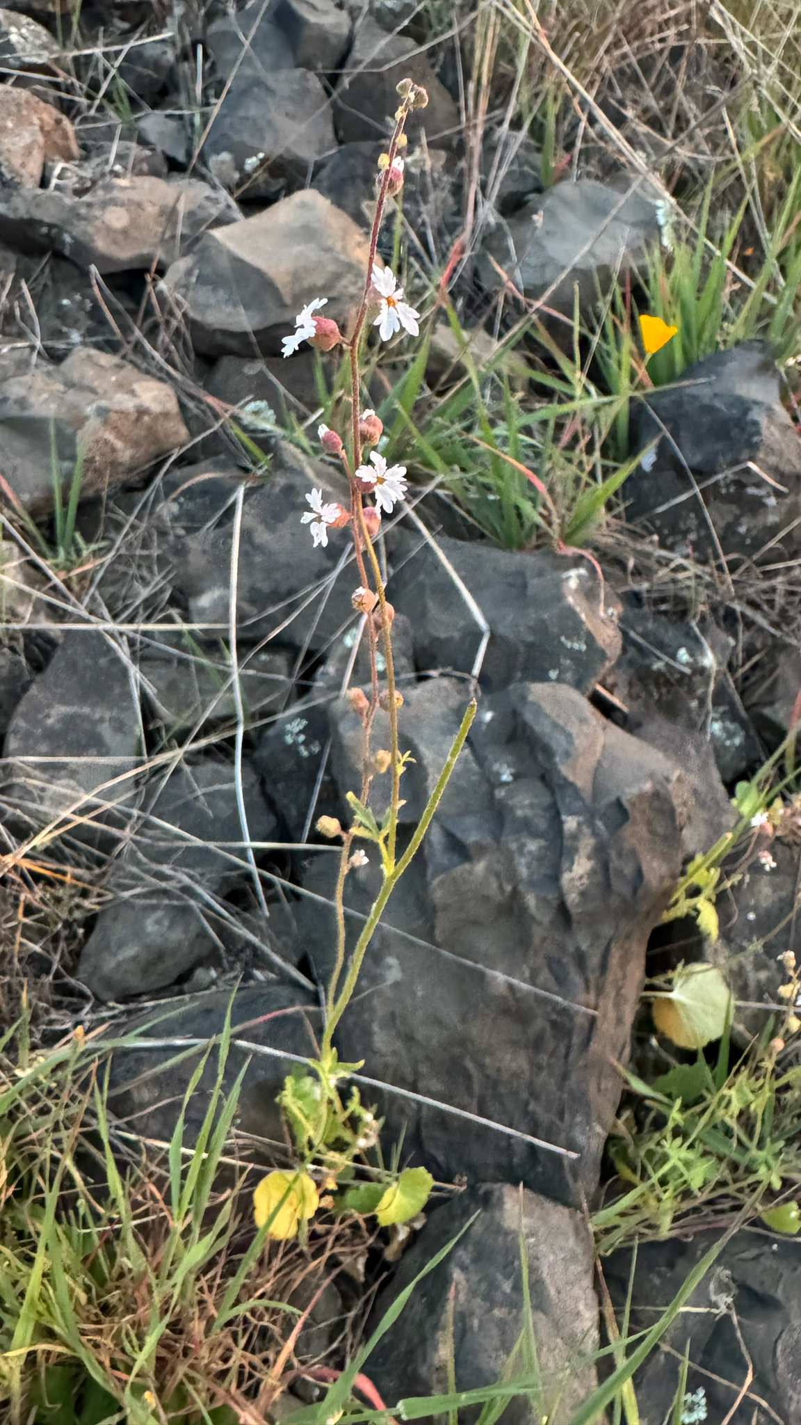 Bolander's Woodland Star (Lithophragma bolanderi)