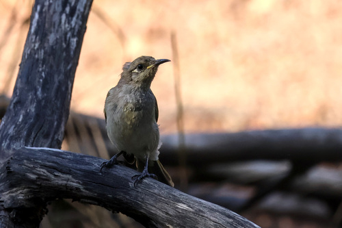 Brown Honeyeater