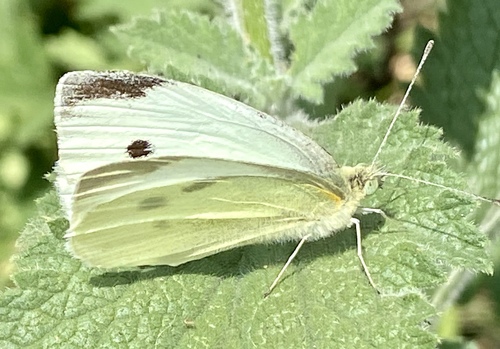 iNaturalist observation photo of Small White