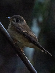 Muscicapa muttui