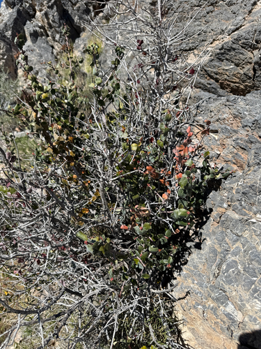 holly-leaved tetracoccus (Tetracoccus ilicifolius)