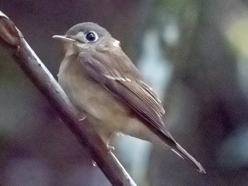 Brown-breasted Flycatcher (Muscicapa muttui), photo 7