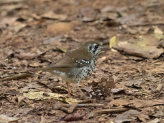 Geokichla spiloptera