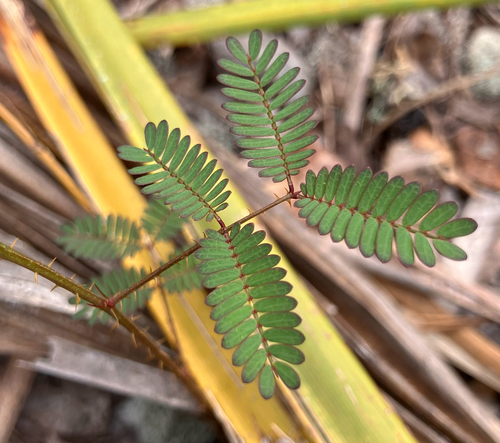 Florida Sensitive Briar (Mimosa floridana)