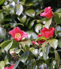 Camellia japonica