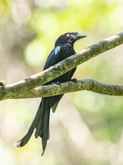 Dicrurus lophorinus