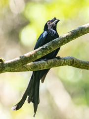 Dicrurus lophorinus