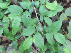 Maclura tinctoria