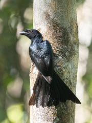 Dicrurus lophorinus