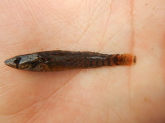 Etheostoma artesiae
