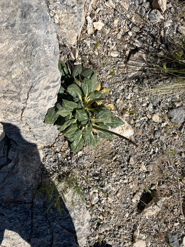 jointed buckwheat (Eriogonum intrafractum)
