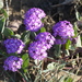 Pink Sand Verbena - Photo (c) Jerry Kirkhart, some rights reserved (CC BY)
