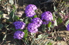 Pink Sand Verbena - Photo (c) Jerry Kirkhart, some rights reserved (CC BY)