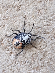 Runibia perspicua