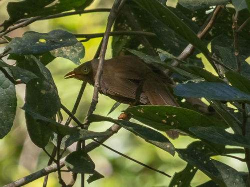Orange-billed Babbler (Argya rufescens), photo 5