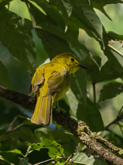 Yellow-Browed Bulbul photo 2