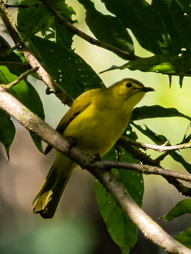 Yellow-browed Bulbul (Acritillas indica), photo 10