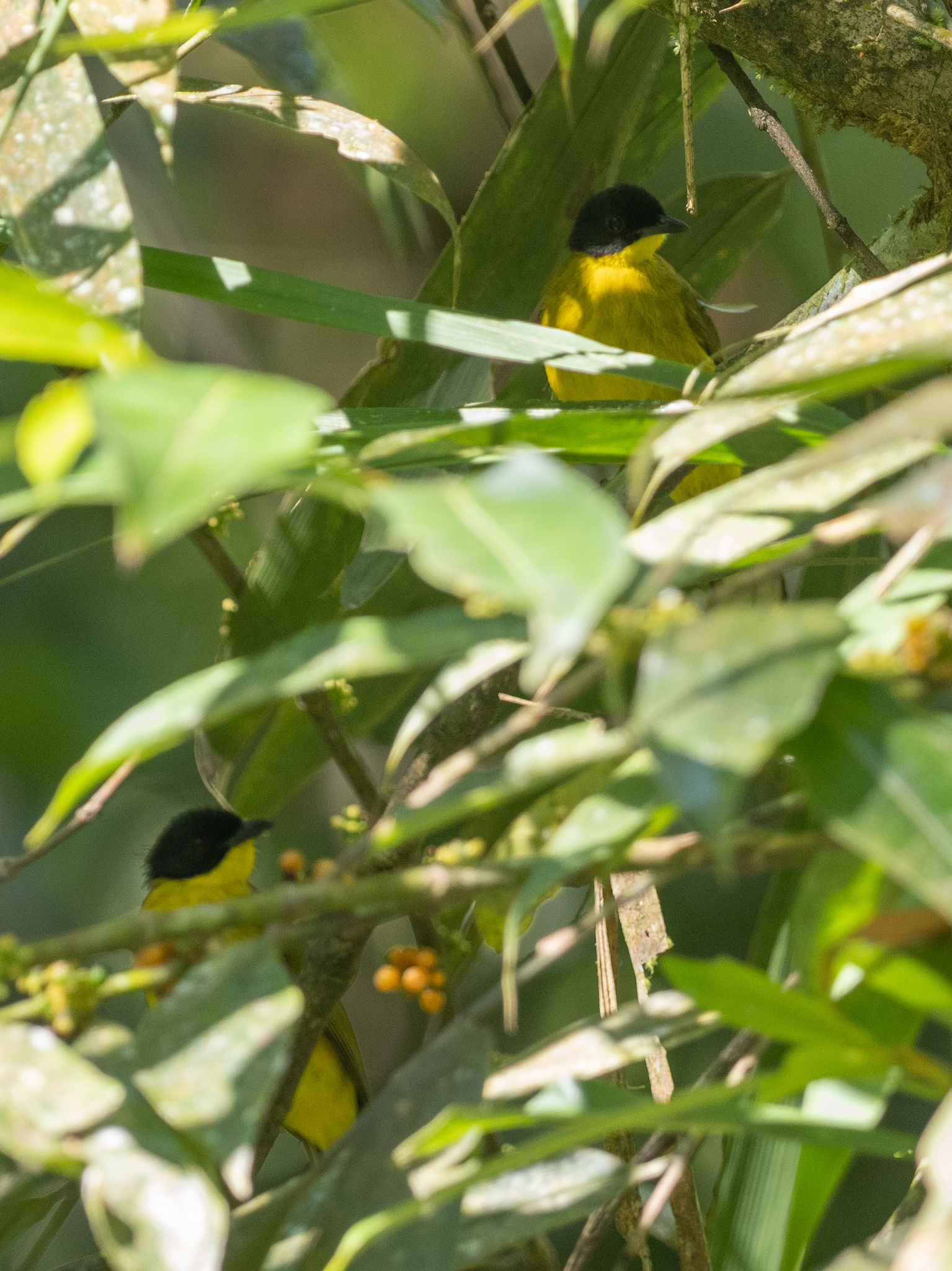 Black-capped Bulbul
