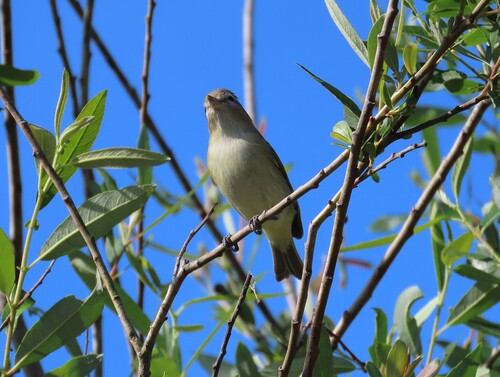 Warbling Vireo (Vireo gilvus), photo 3