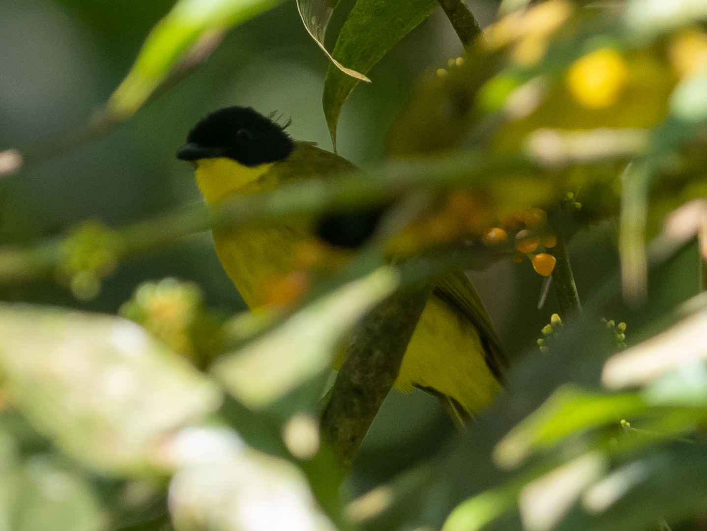 Black-capped Bulbul