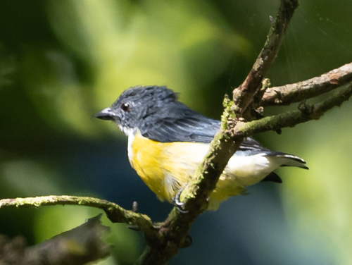Legge's Flowerpecker (Pachyglossa vincens), photo 10