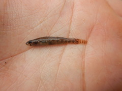 Etheostoma gracile
