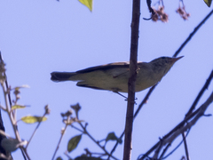 Phylloscopus magnirostris