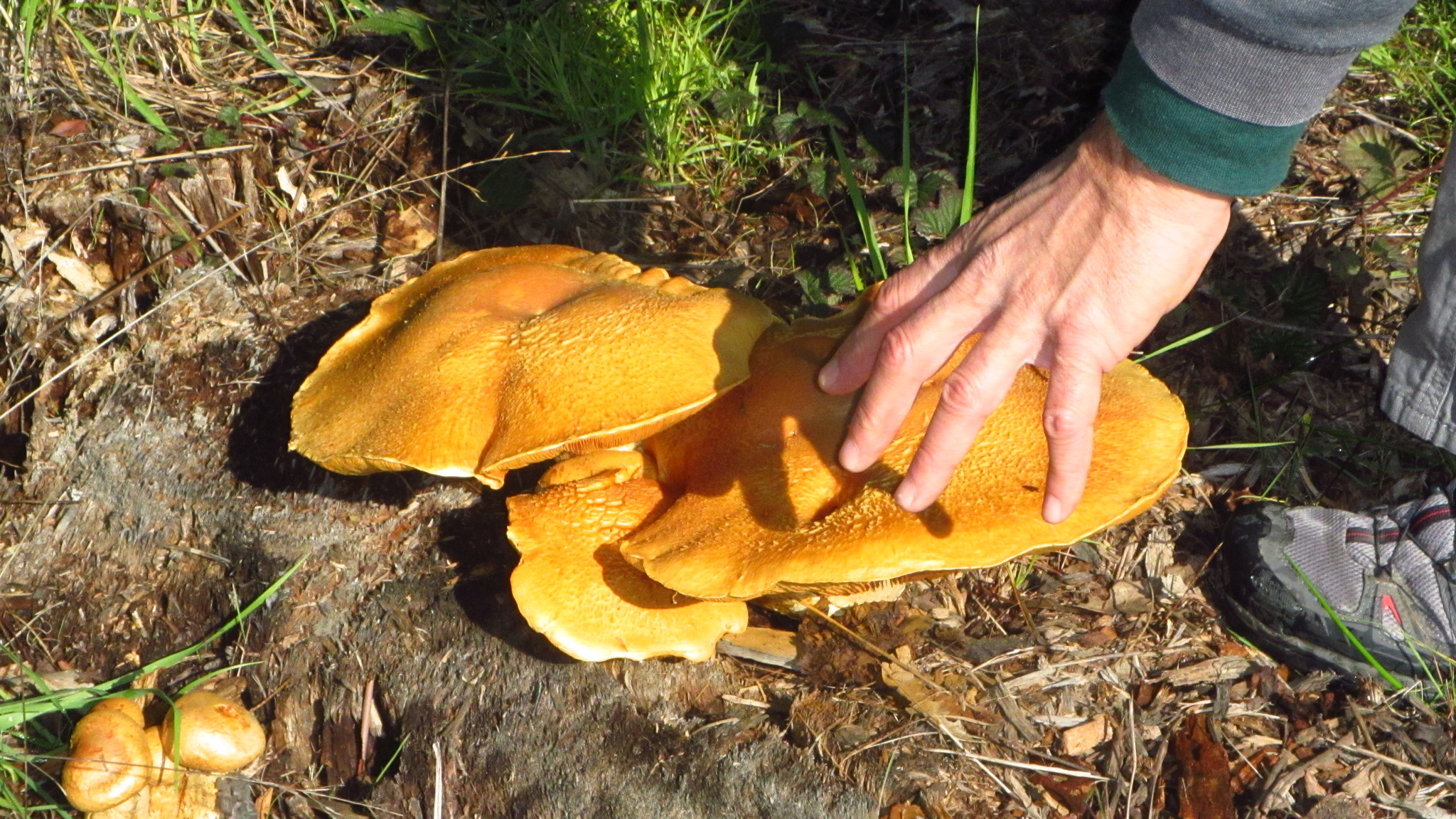 Gymnopilus ventricosus image