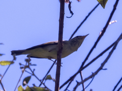 Phylloscopus magnirostris