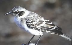 Mimus parvulus bauri