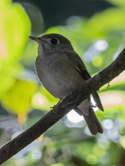 Muscicapa muttui