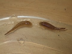 Helobdella