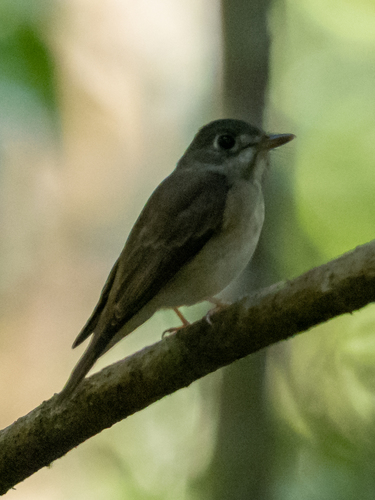 Brown-breasted Flycatcher (Muscicapa muttui), photo 8