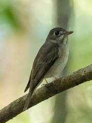 Muscicapa muttui