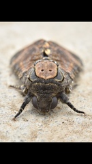 Acherontia