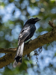 Dicrurus lophorinus