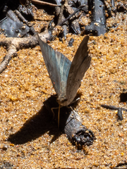 Dophla evelina