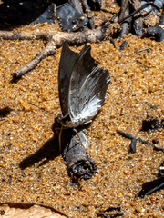 Dophla evelina