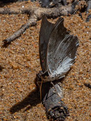 Dophla evelina
