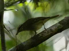 Phylloscopus magnirostris