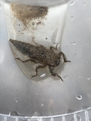 Cordulegaster maculata