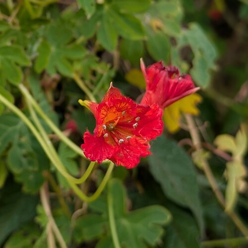 Tropaeolum smithii