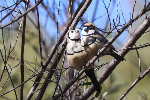 Double-barred Finch