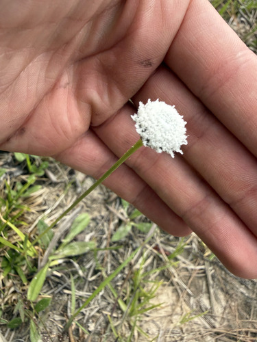 Flattened Pipewort (Eriocaulon compressum)
