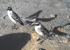 Mimus parvulus bauri
