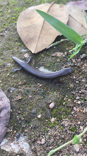 Wahlberg's Snake-eyed Skink