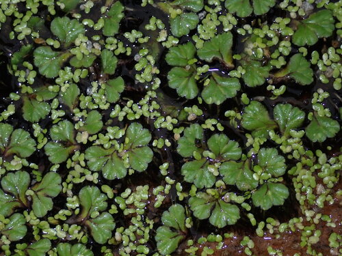 fringed heartwort (Ricciocarpos natans)