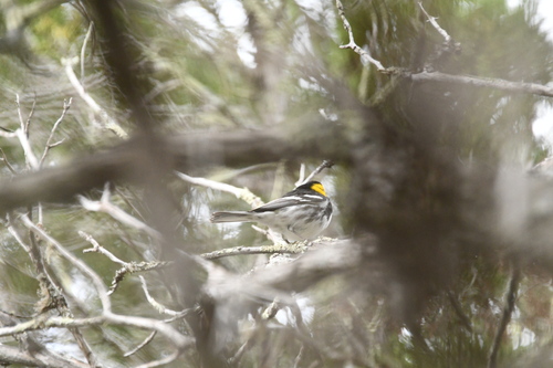 Golden-cheeked Warbler (Setophaga chrysoparia), photo 4